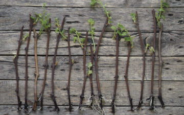 Growing Grapes from Cuttings