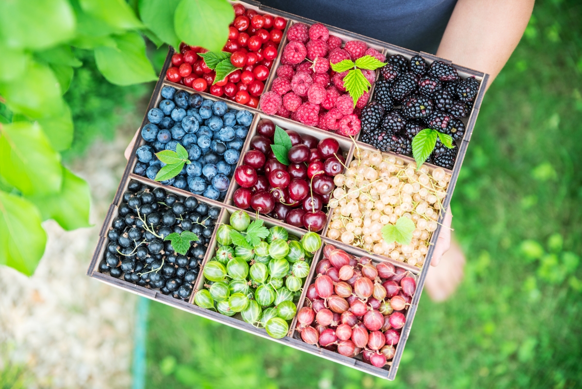 Unique Edible Fruit