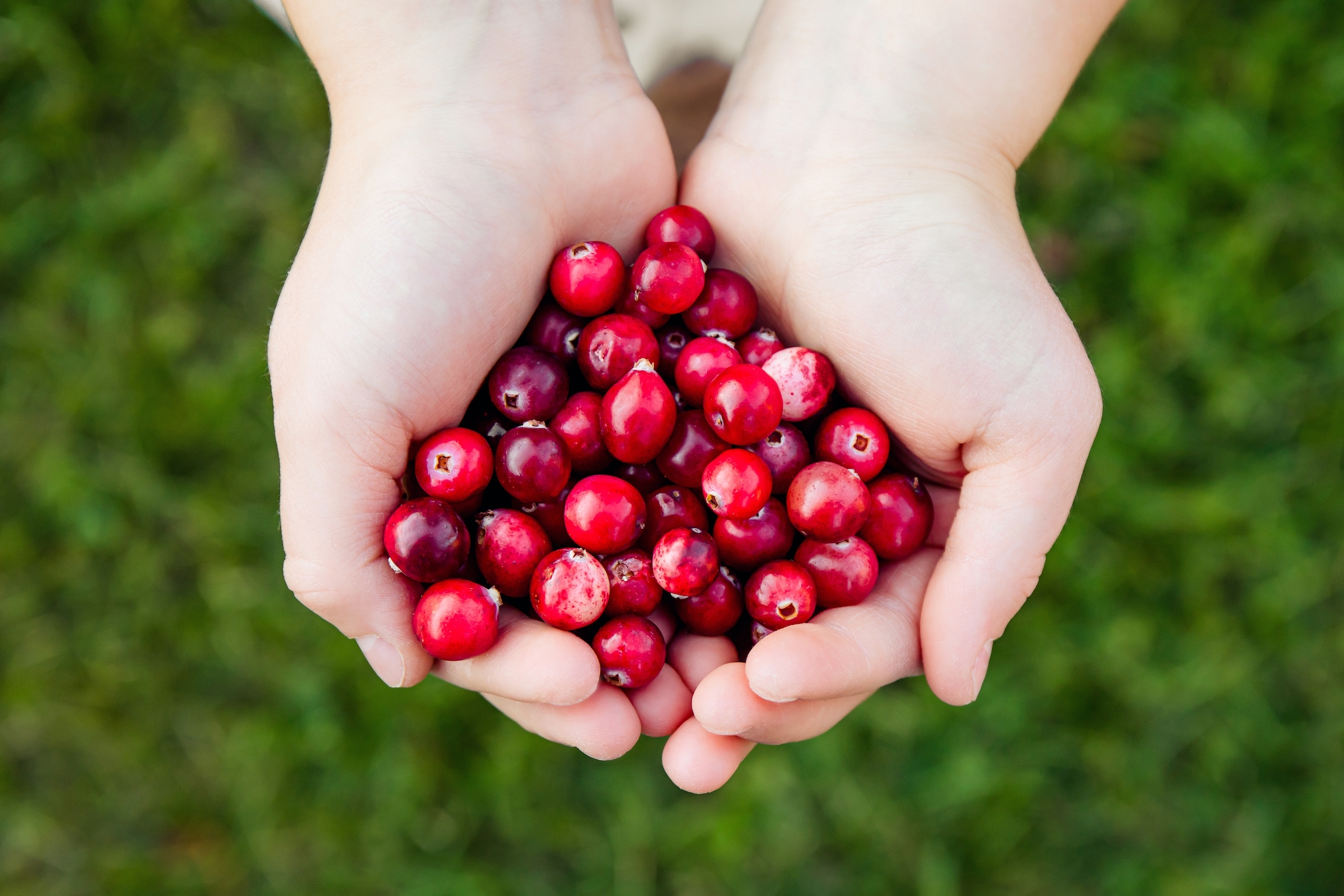 Cranberry Harvest