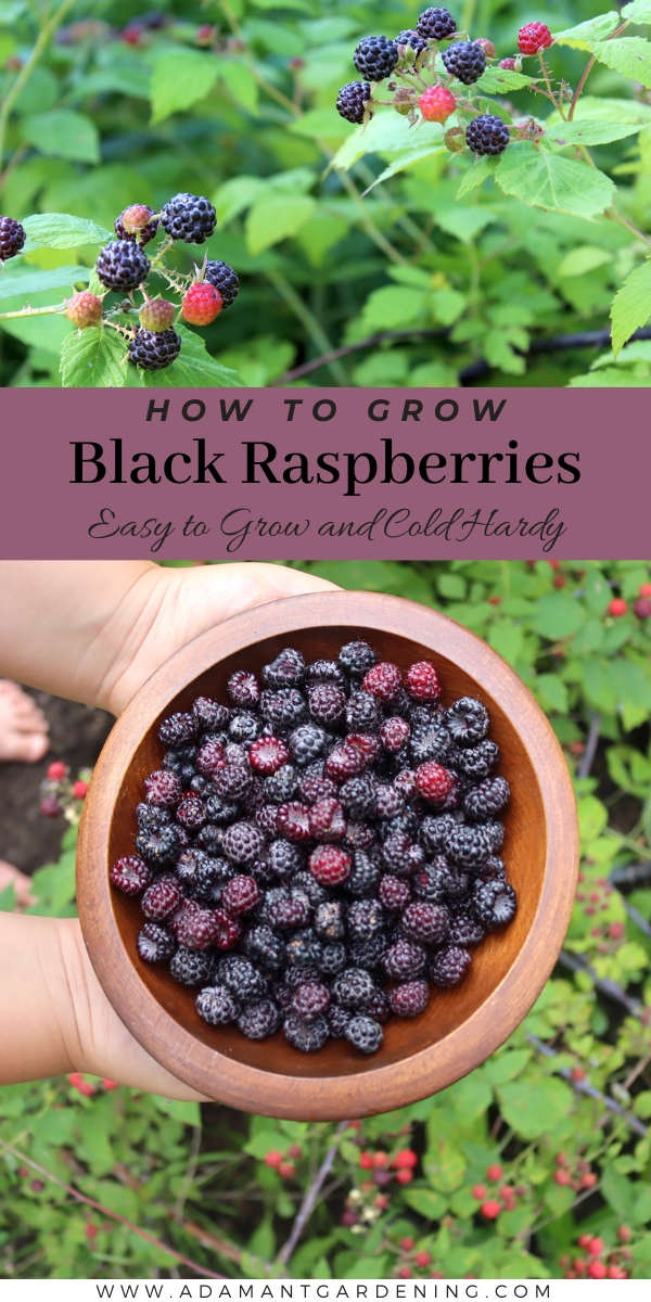 Growing Cold-Hardy Black Raspberries