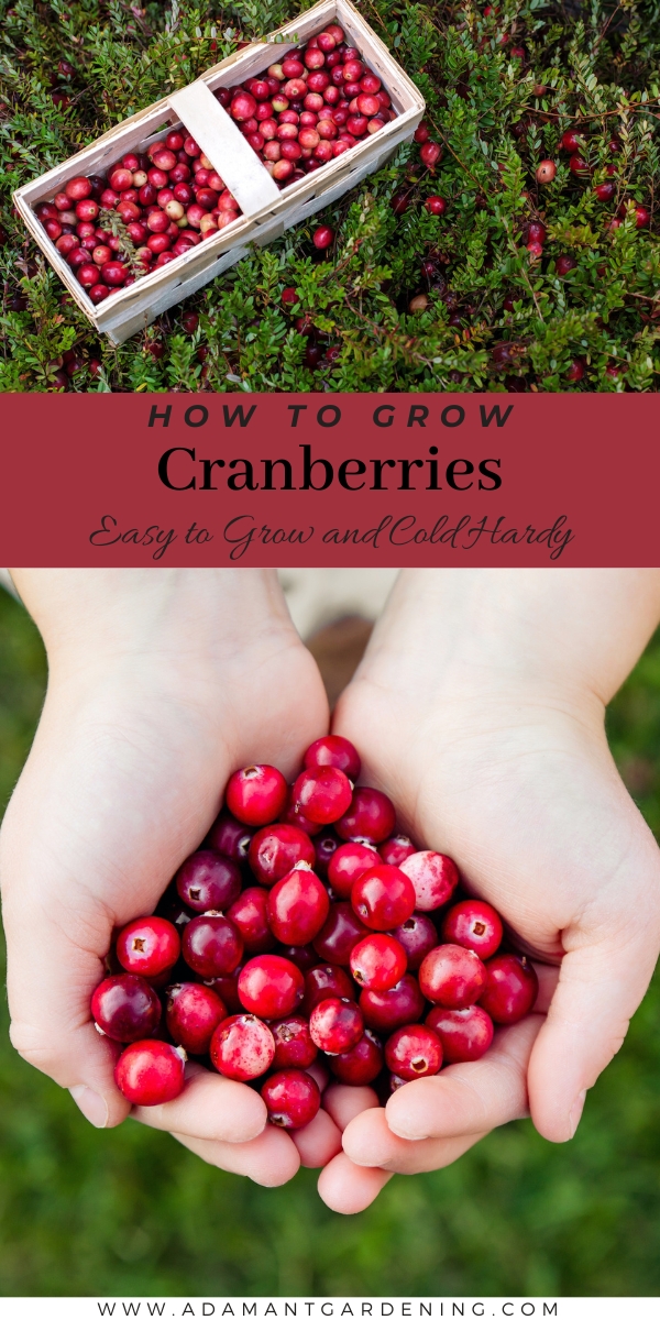 Growing Cranberry Plants: How Are Cranberries Grown In The Garden